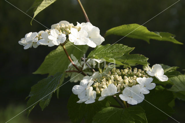 Guelder Rose