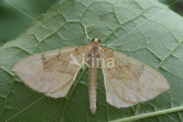 Barred Straw (Eulithis pyraliata)