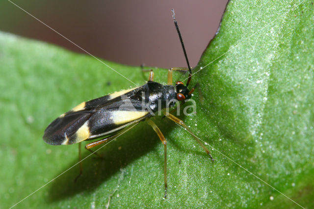 Dryophilocoris flavoquadrimaculatus