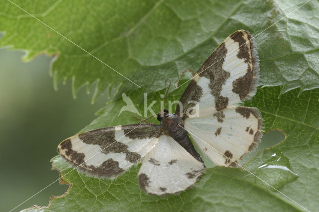 Gerande spanner (Lomaspilis marginata)