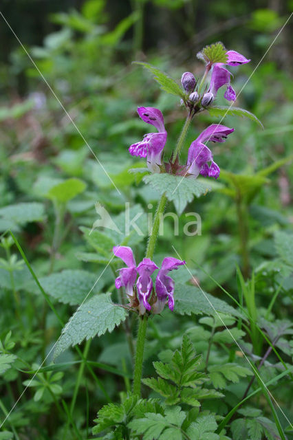 Gevlekte dovenetel (Lamium maculatum)