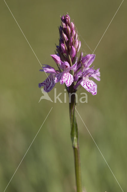 Spotted orchid (Dactylorhiza maculata)