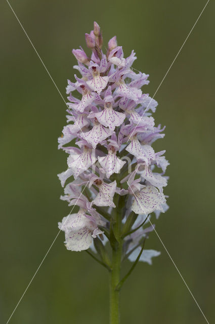 Spotted orchid (Dactylorhiza maculata)