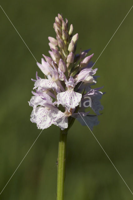 Spotted orchid (Dactylorhiza maculata)