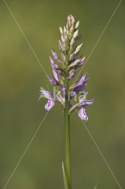 Gevlekte orchis (Dactylorhiza maculata)