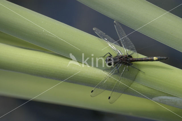 Large White-faced Darter (Leucorrhinia pectoralis)