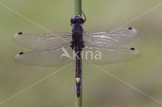 Large White-faced Darter (Leucorrhinia pectoralis)