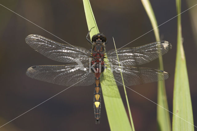 Large White-faced Darter (Leucorrhinia pectoralis)