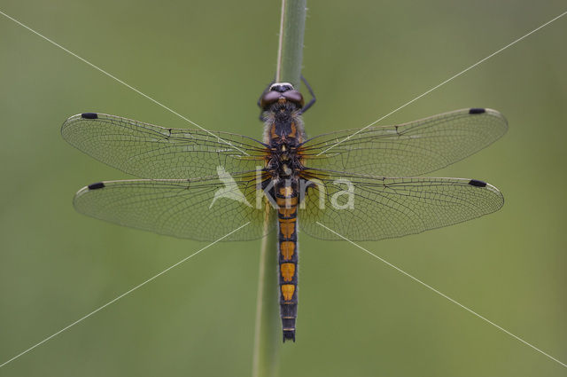 Large White-faced Darter (Leucorrhinia pectoralis)