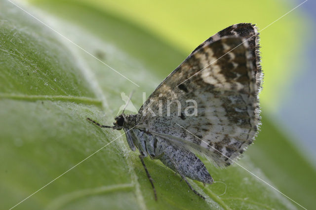 Common Carpet (Epirrhoe alternata)