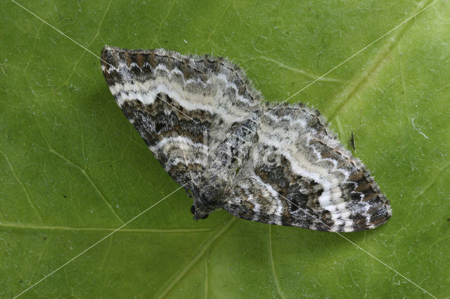 Common Carpet (Epirrhoe alternata)