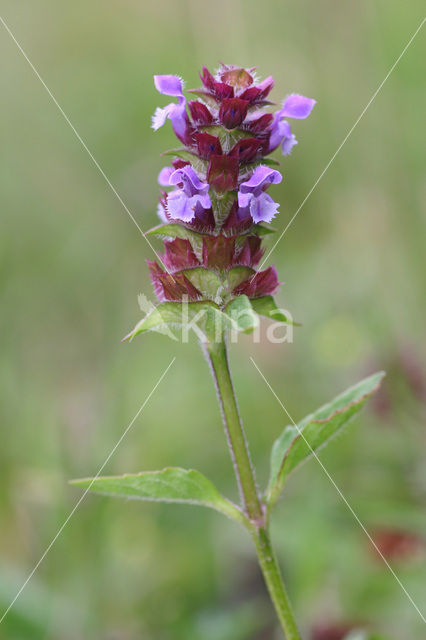 Gewone brunel (Prunella vulgaris)