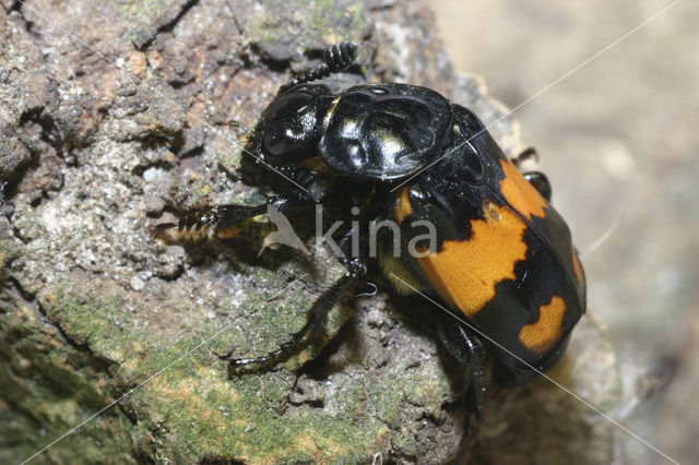 Gewone doodgraver (Nicrophorus vespilloides)