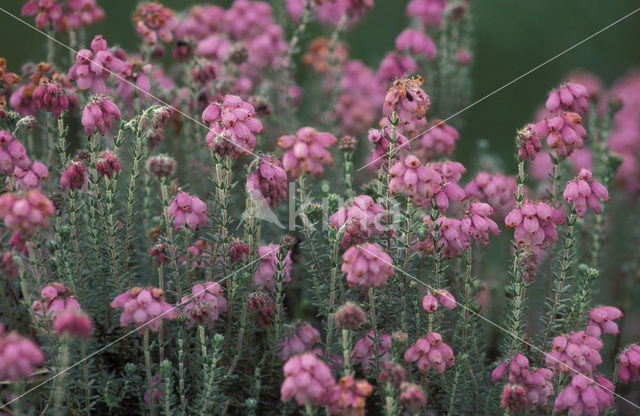 Cross-leaved Heather (Erica tetralix)