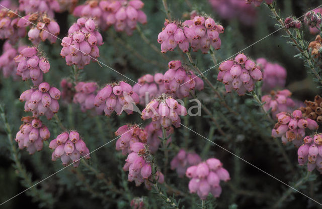 Cross-leaved Heather (Erica tetralix)