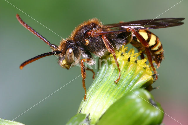 Gewone dubbeltand (Nomada ruficornis)