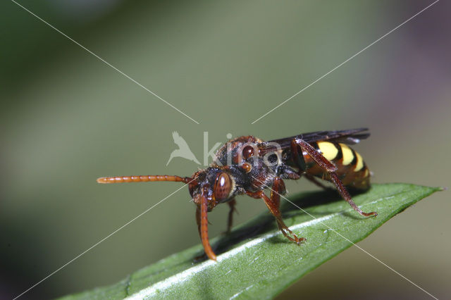 Gewone dubbeltand (Nomada ruficornis)
