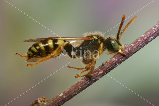 Gewone dubbeltand (Nomada ruficornis)