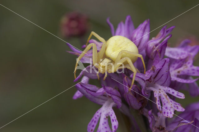 Flower Queen (Misumena vatia)