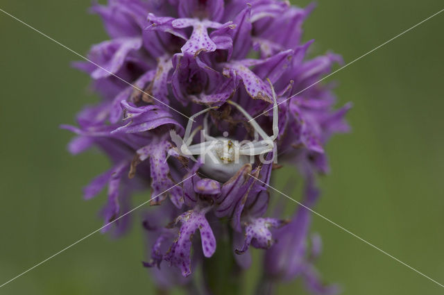 Gewone kameleonspin (Misumena vatia)