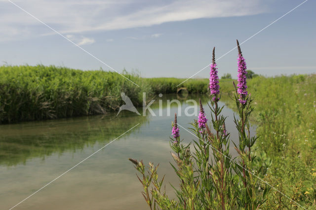 Gewone kattenstaart (Lythrum salicaria)