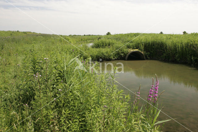 Gewone kattenstaart (Lythrum salicaria)