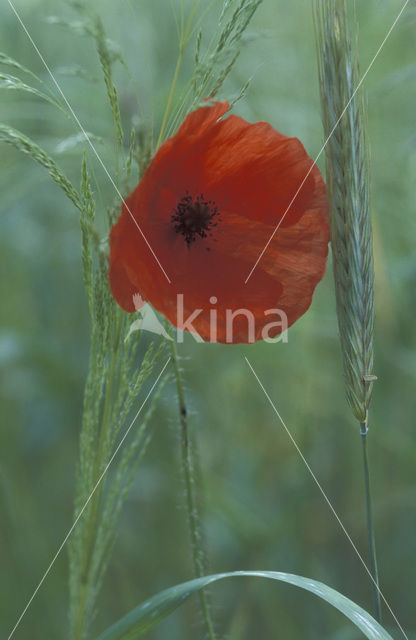 Gewone klaproos (Papaver rhoeas)