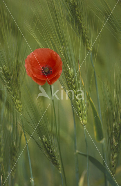 Field Poppy (Papaver rhoeas)