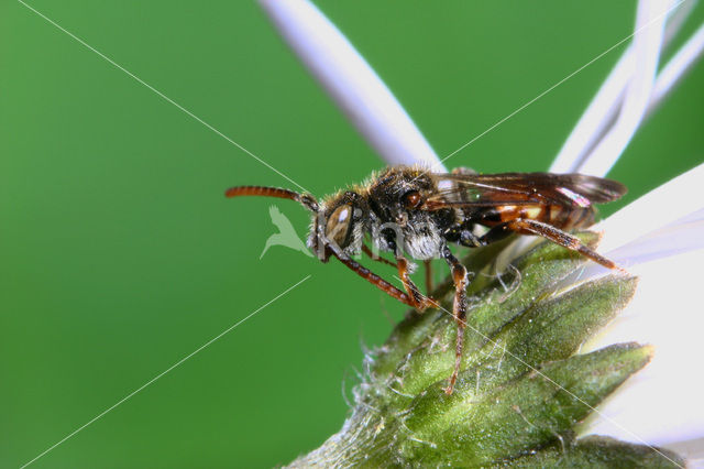 Gewone kleine wespbij (Nomada flavoguttata)