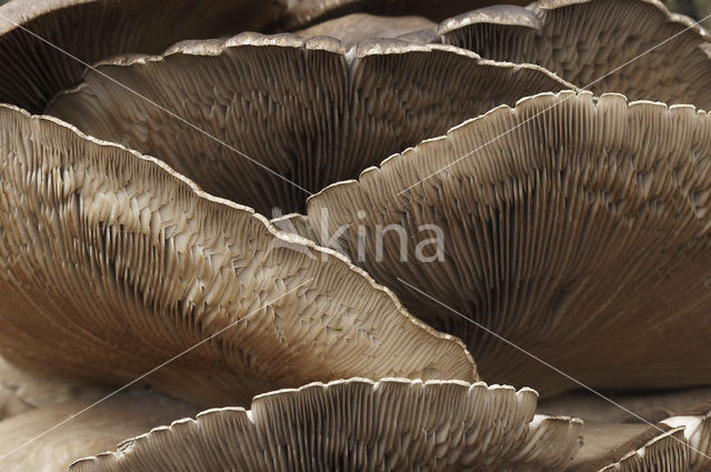 Gewone oesterzwam (Pleurotus ostreatus)