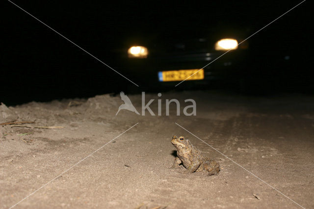 Gewone pad (Bufo bufo)
