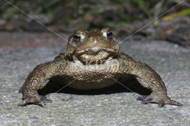 Common Toad (Bufo bufo)
