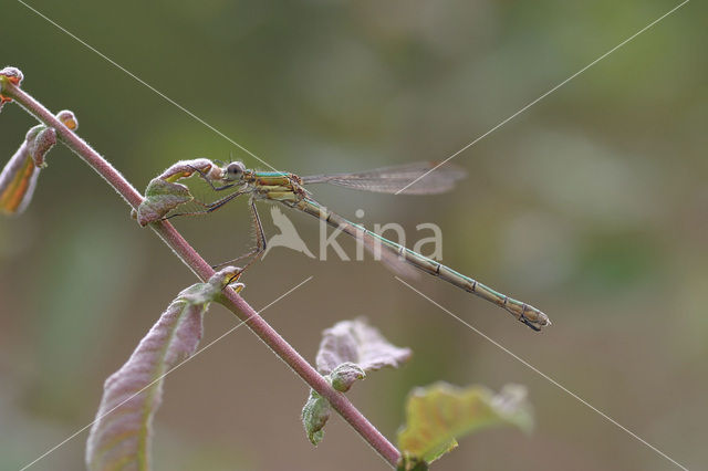Emerald Damselfly (Lestes sponsa)