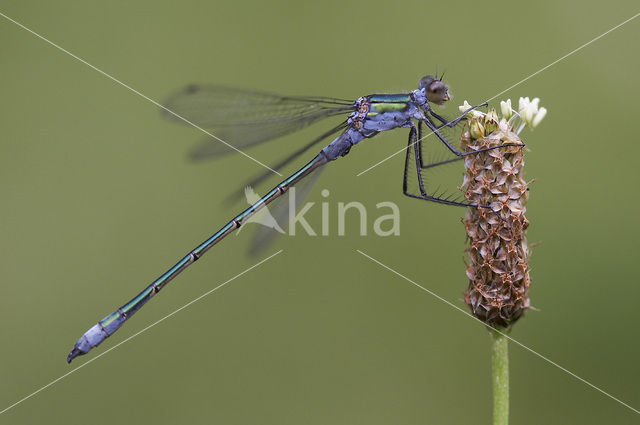 Emerald Damselfly (Lestes sponsa)