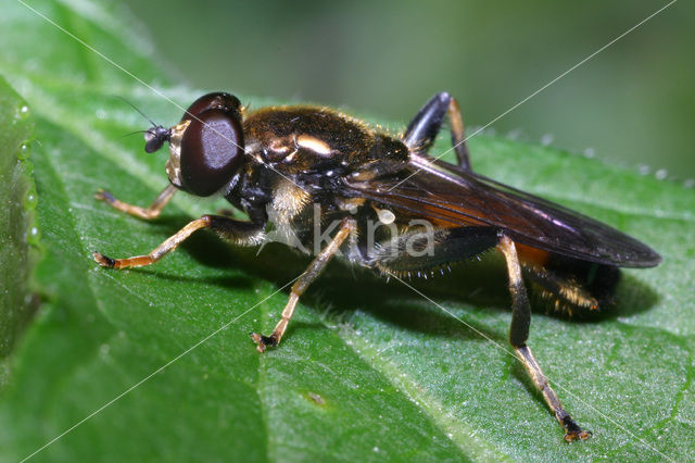 Xylota segnis
