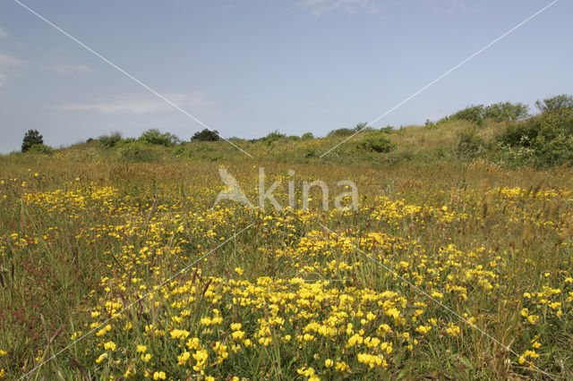 Gewone rolklaver (Lotus corniculatus var. corniculatus)