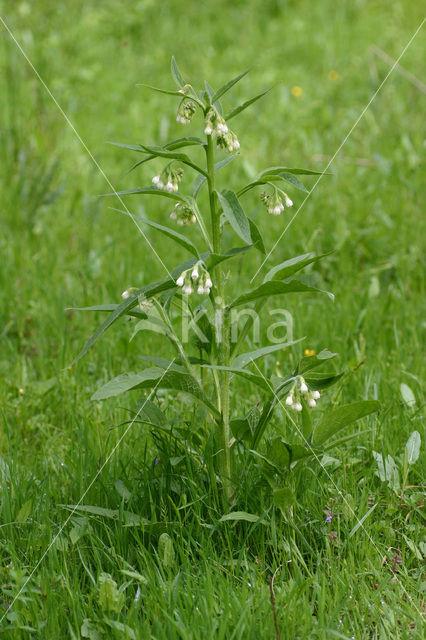 Common Comfrey (Symphytum officinale)