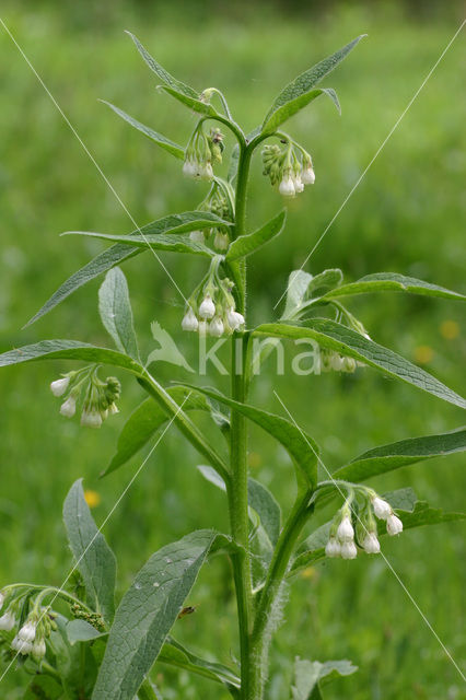 Gewone smeerwortel (Symphytum officinale)