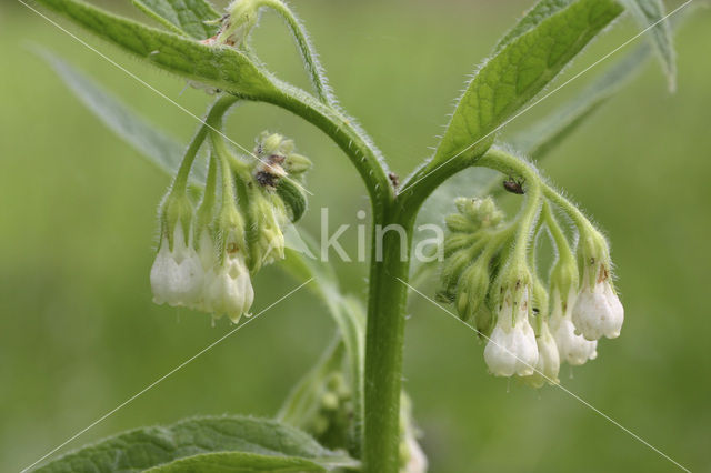 Gewone smeerwortel (Symphytum officinale)