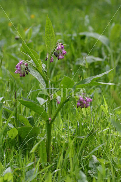 Common Comfrey (Symphytum officinale)