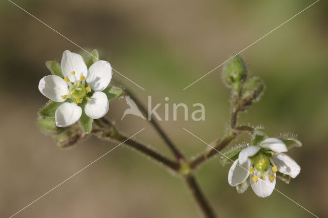 Gewone spurrie (Spergula arvensis)
