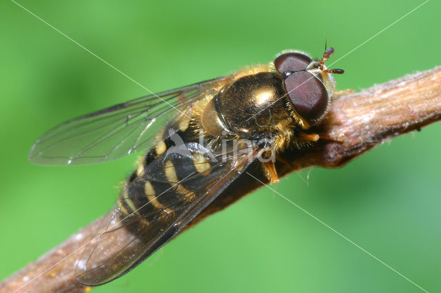 Hoverfly (Dasysyrphus venustus)