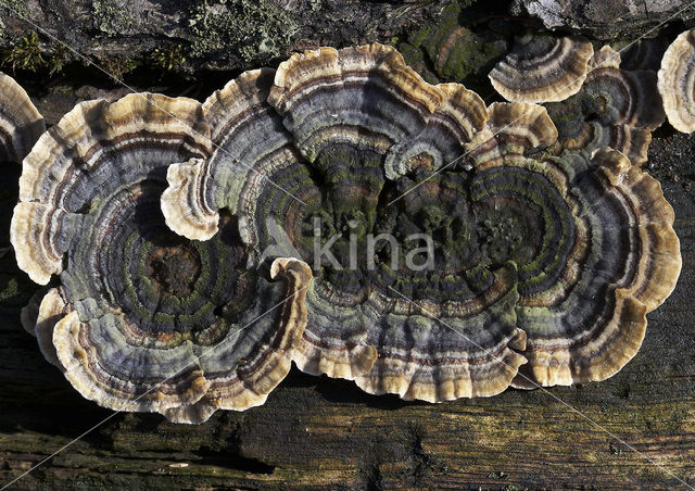 Gewoon elfenbankje (Trametes versicolor)