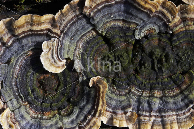 Gewoon elfenbankje (Trametes versicolor)