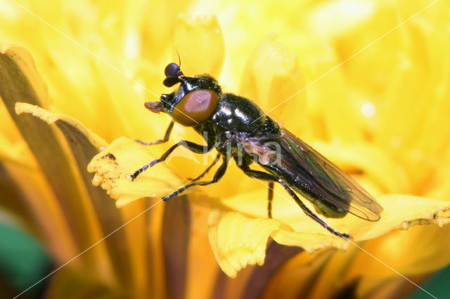 Gewoon glimlijfje (Lejogaster metallina)