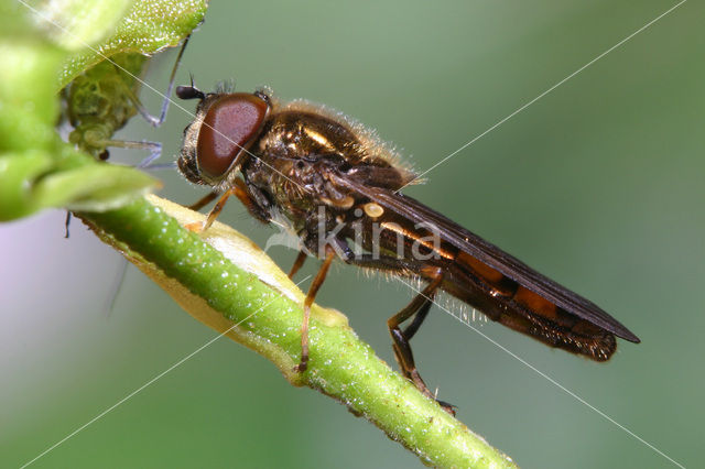 Platycheirus clypeatus