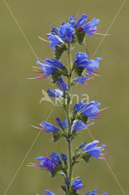 Viper’s-bugloss (Echium vulgare)