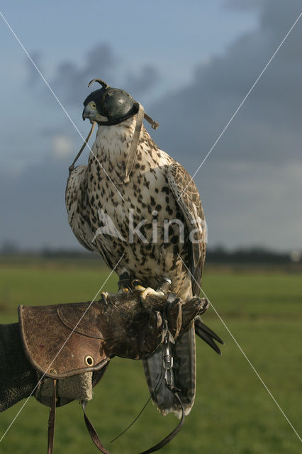 Gyrfalcon (Falco rusticolus)