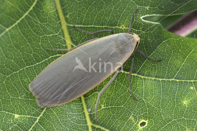 Dingy Footman (Eilema griseola)