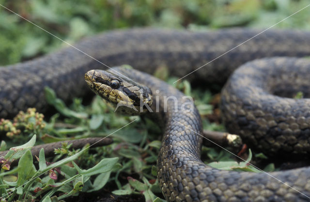 Smooth Snake (Coronella austriaca)